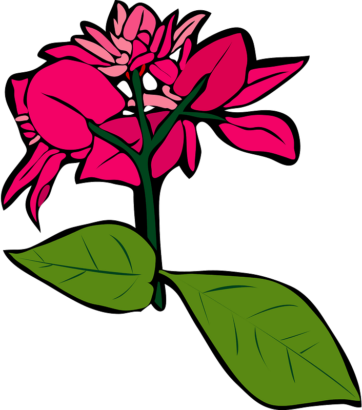 Bougainvillea flower