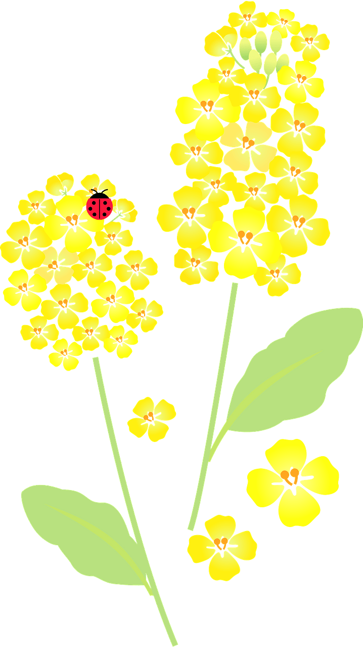 Canola flower