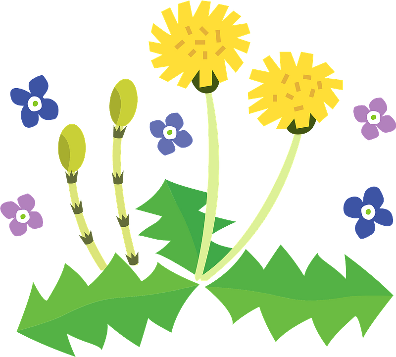 Dandelion fertile shoots