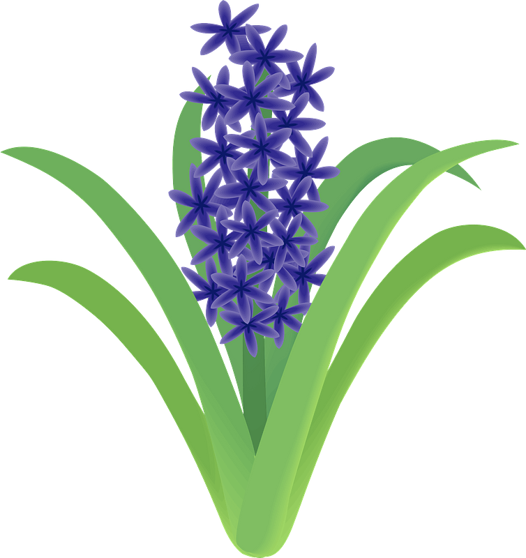 Garden hyacinth flower