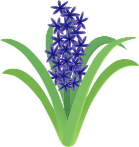 Garden hyacinth flower