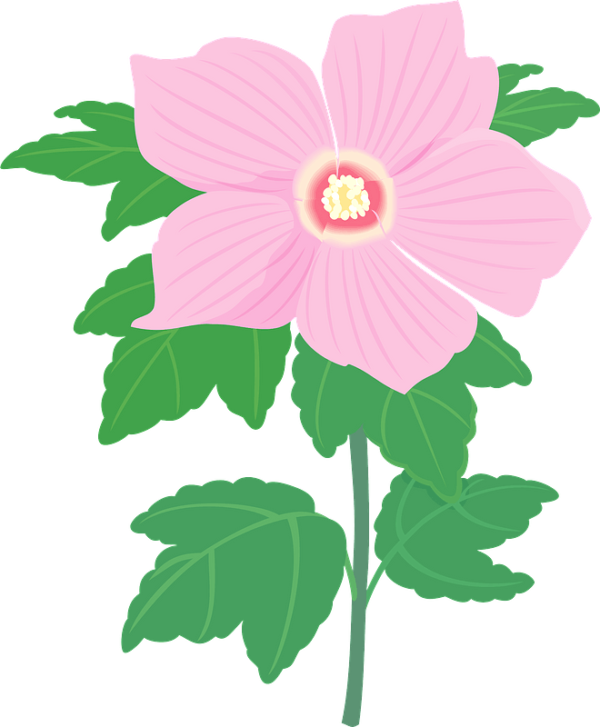 Hibiscus syriacus flower