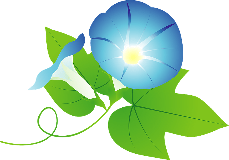 Morning glory flower
