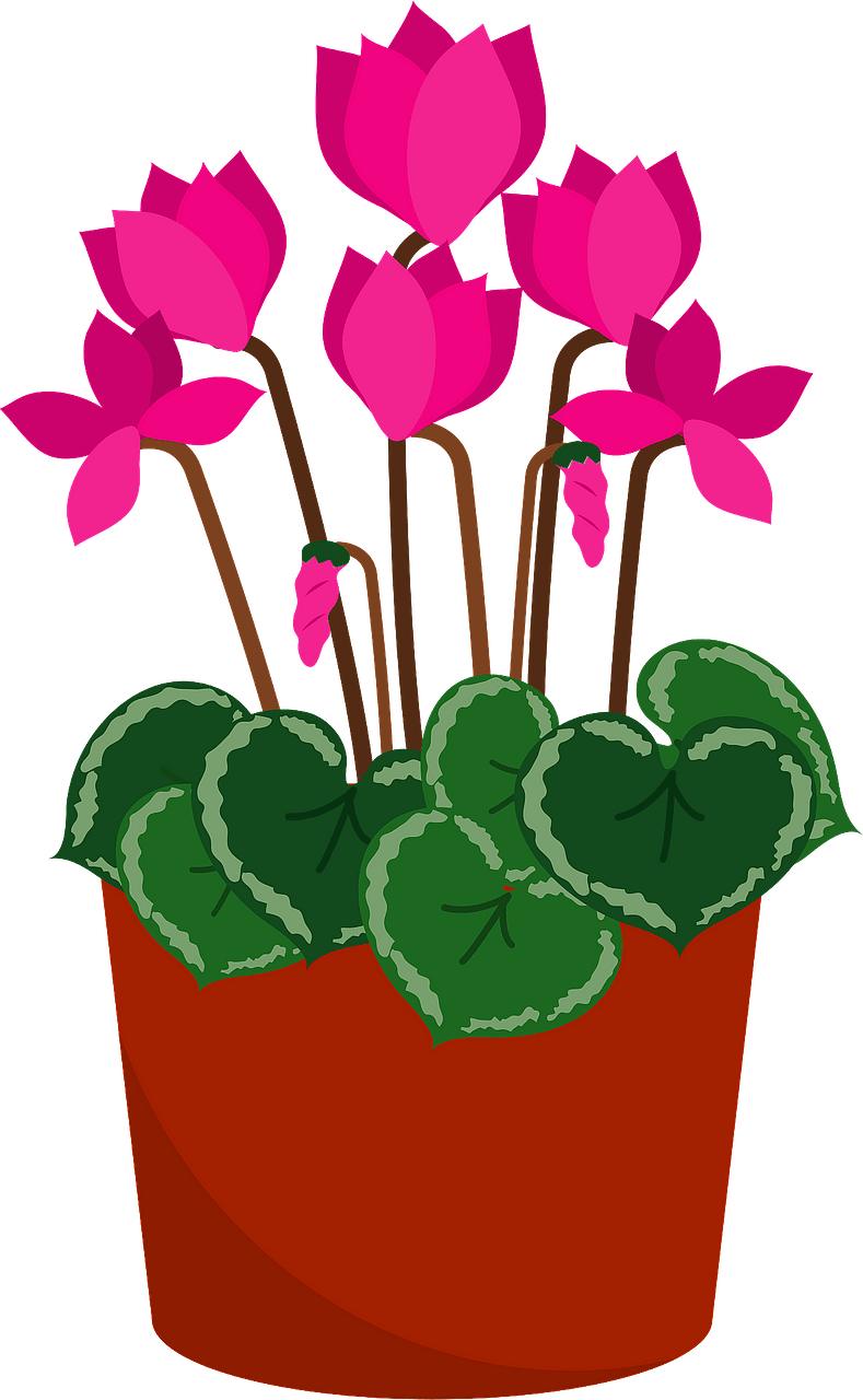 Persian cyclamen flower