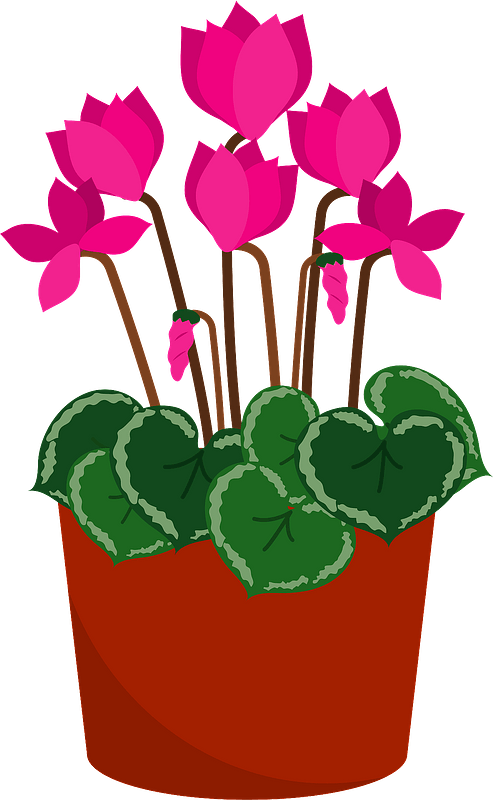 Persian cyclamen flower