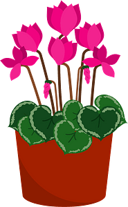 Persian cyclamen flower