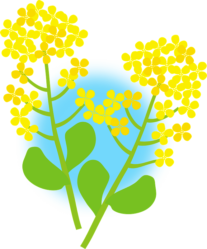 Rape blossoms flower