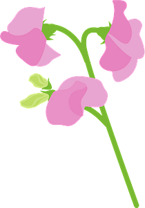 Sweet pea flower