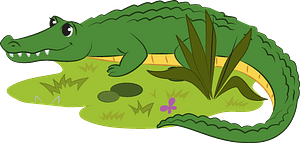 Alligator