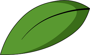 Green leaf