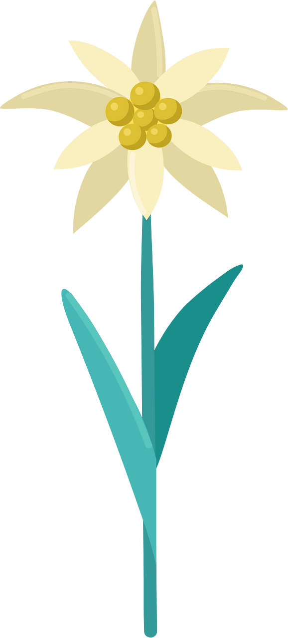 Edelweiss