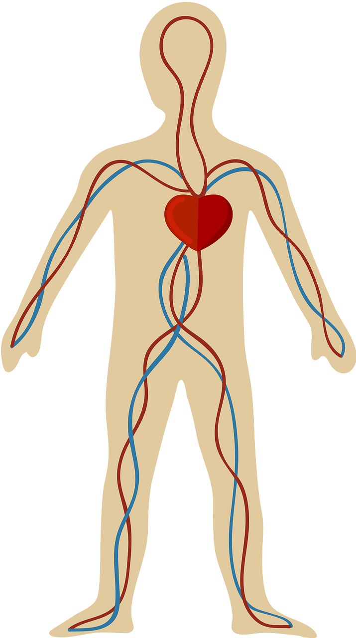 Circulatory system