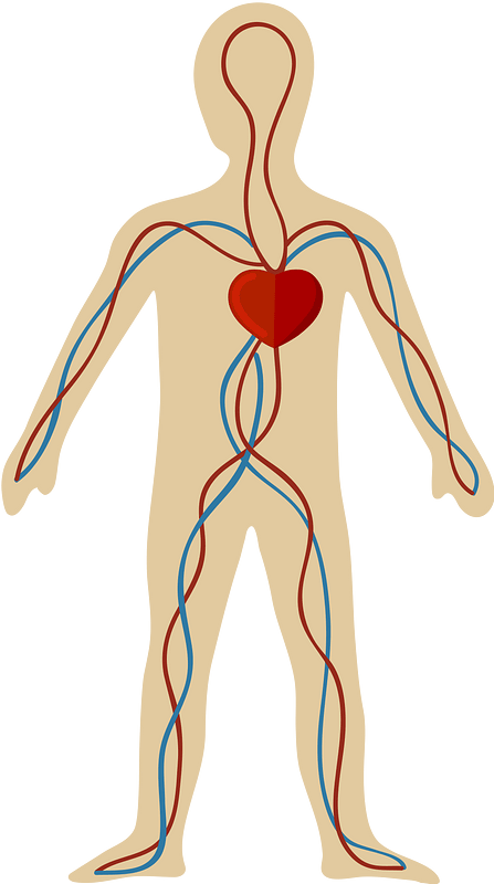 Circulatory system