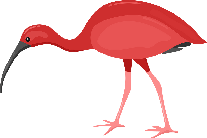 Scarlet ibis - Free vector clipart images on creazilla.com