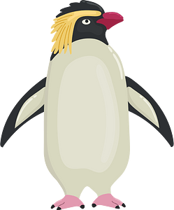 Rockhopper penguin