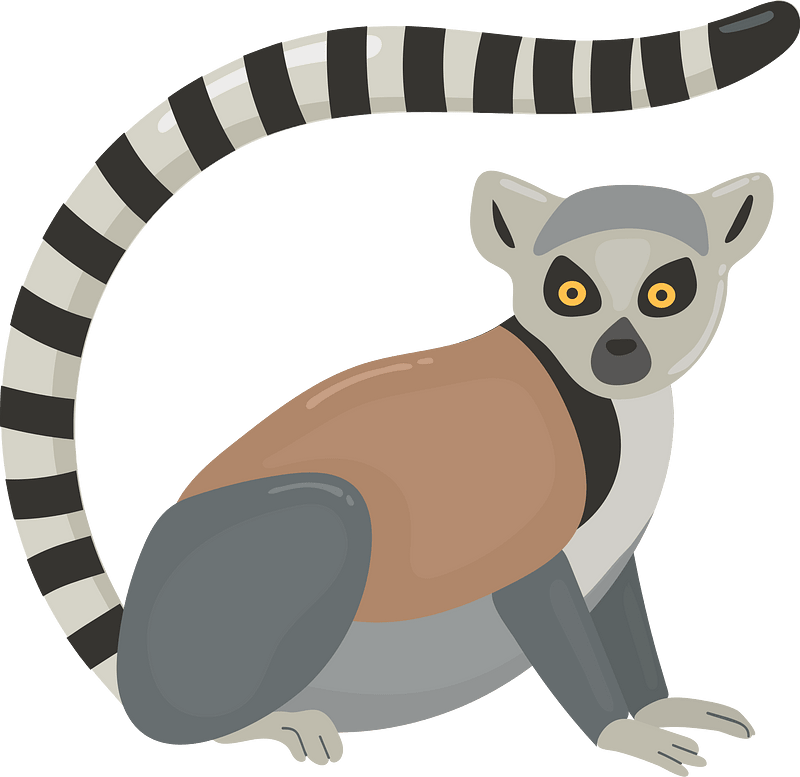 Ring-tailed lemur