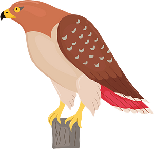 Red-tailed hawk