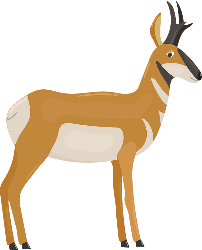 Pronghorn