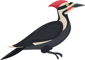Pileated woodpecker