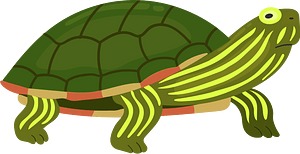 Painted turtle