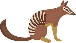 Numbat