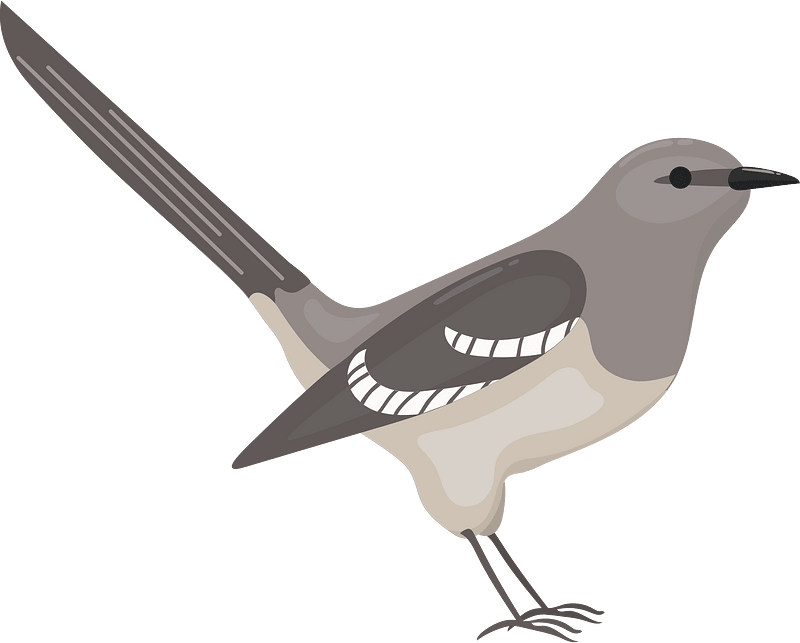 Northern mockingbird - Free vector clipart images on creazilla.com