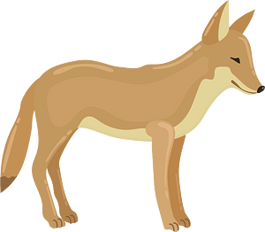 Coyote - Free vector clipart images on creazilla.com