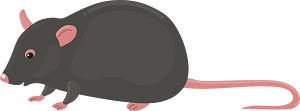 Black rat