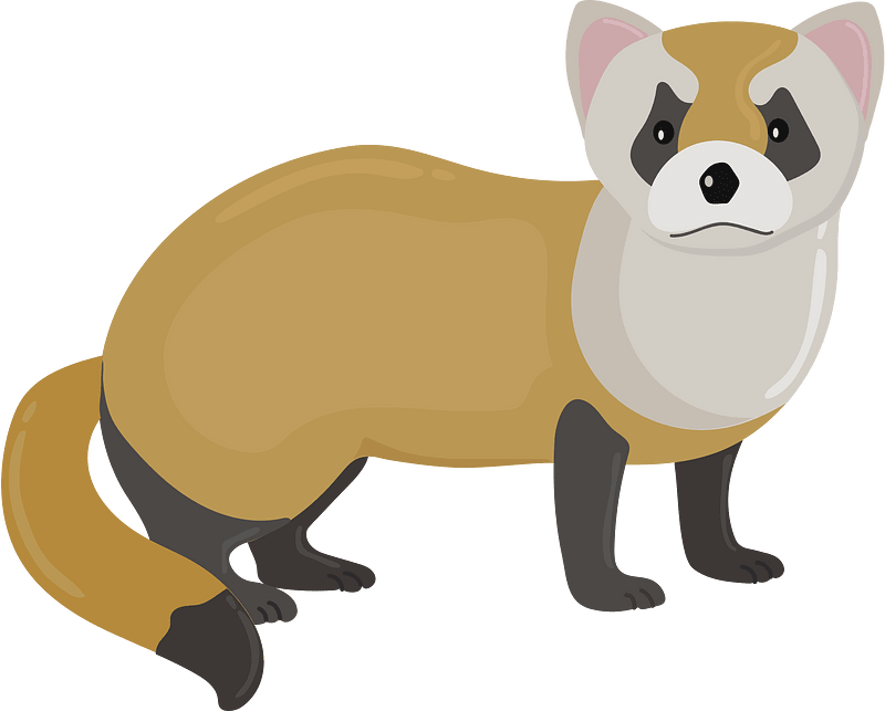 Black-footed ferret