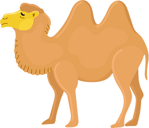 Bactrian camel