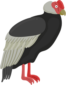 Andean condor