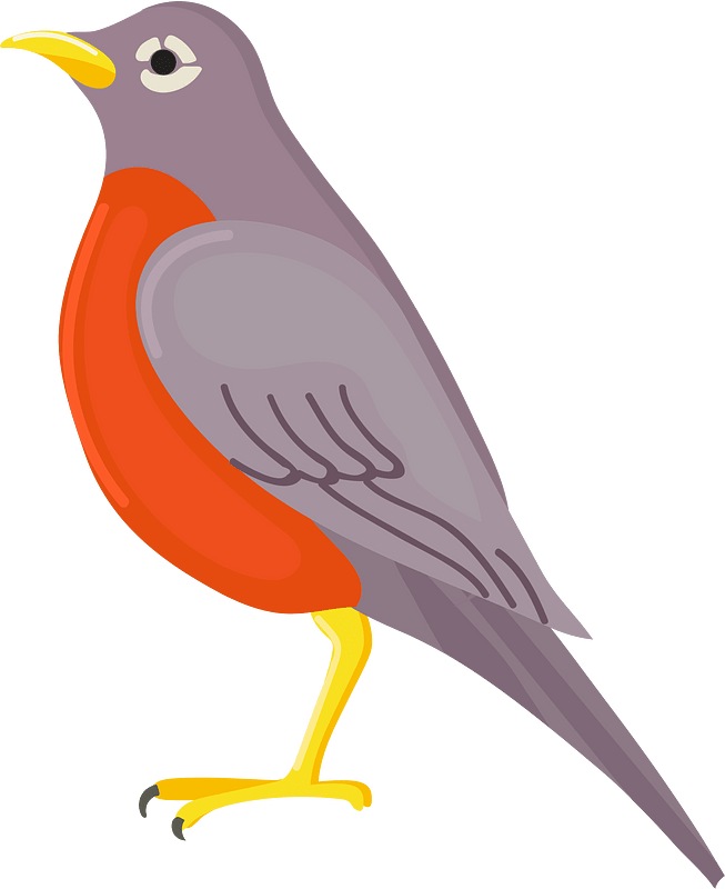 American robin