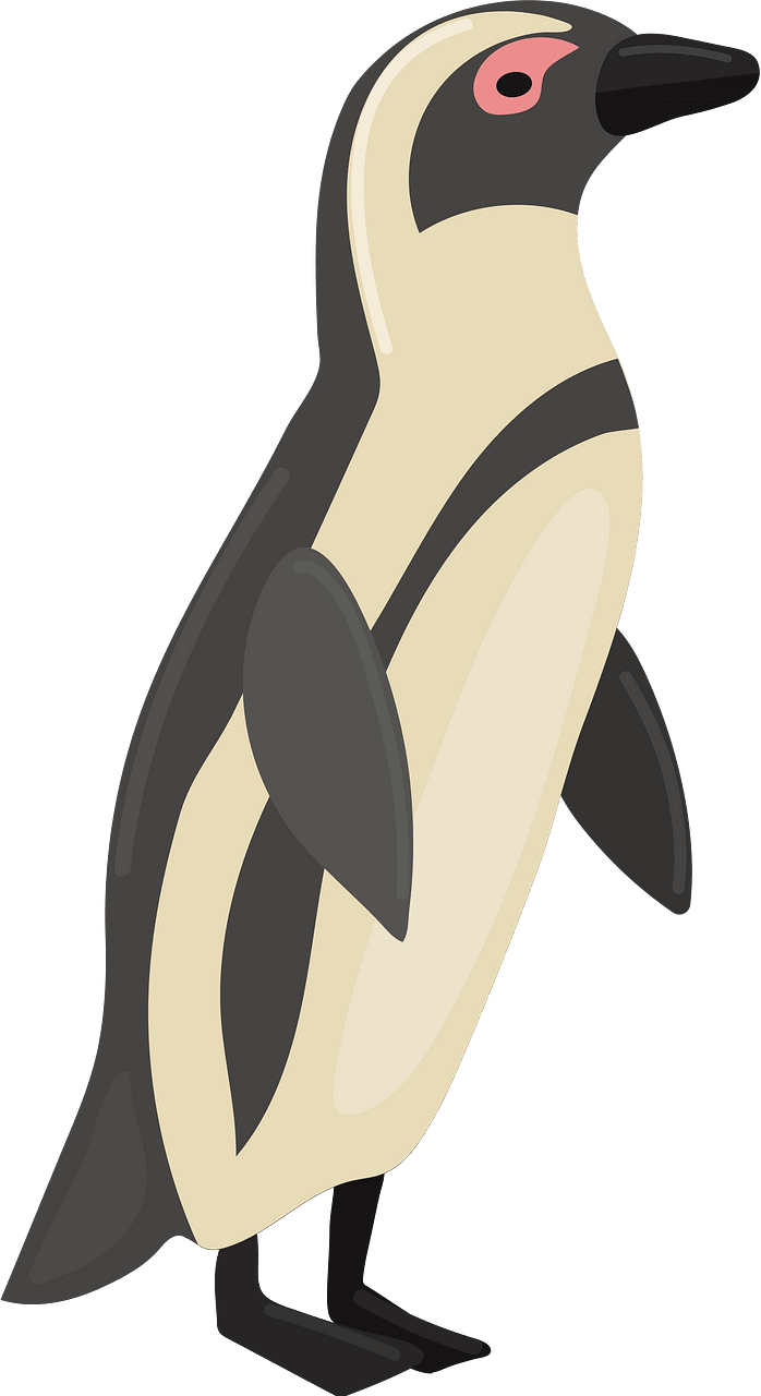 African penguin