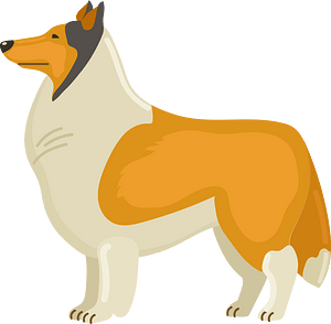 Rough collie