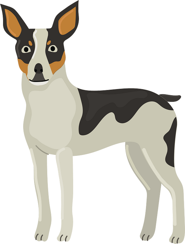 Rat terrier