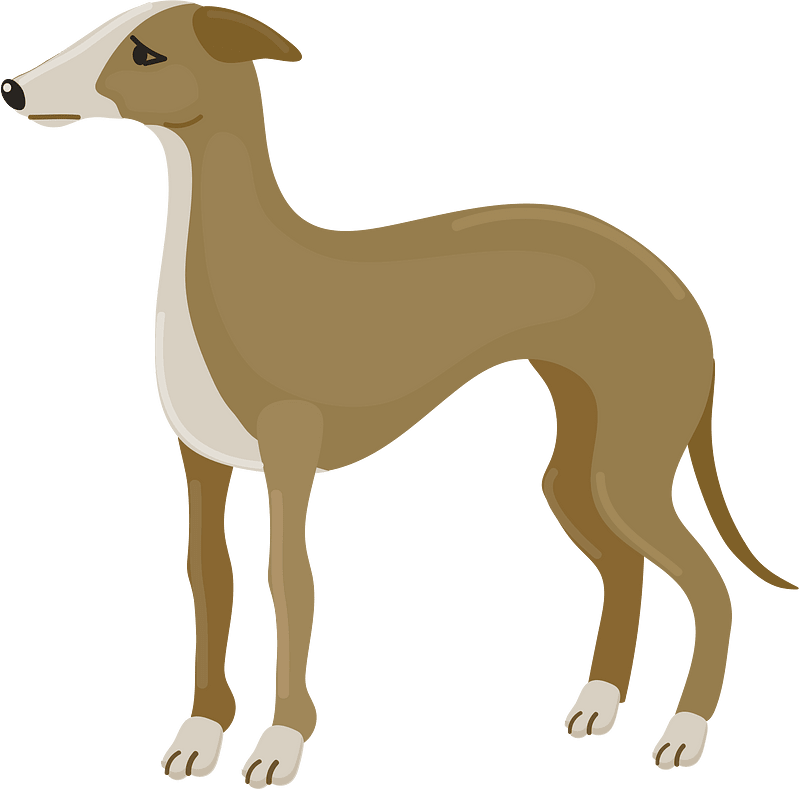 Italian greyhound