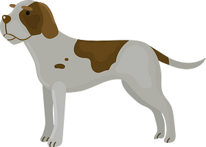 German wirehaired pointer