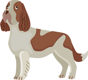 English springer spaniel