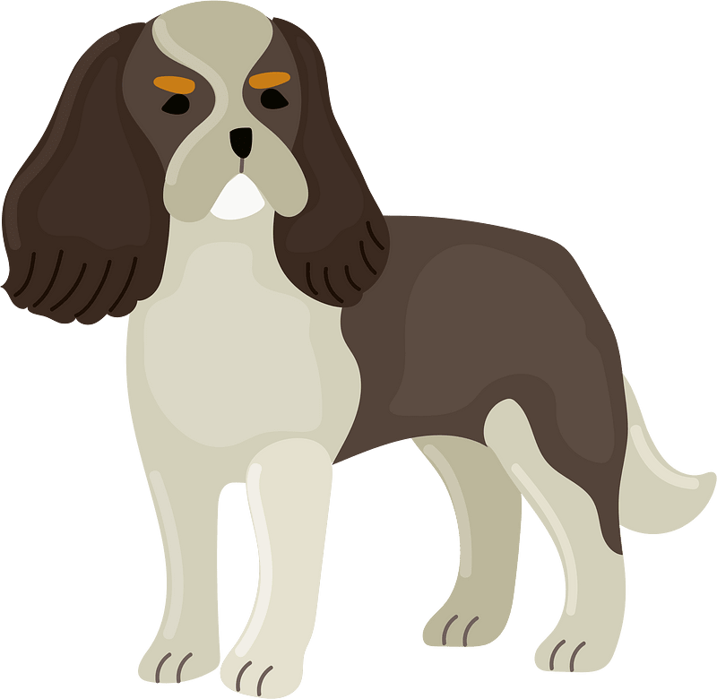 Cavalier king charles spaniel