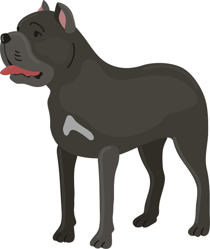 Cane corso