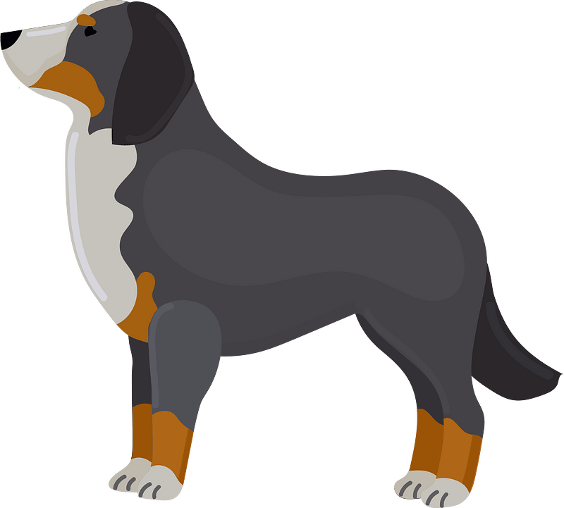 Bernese mountain dog