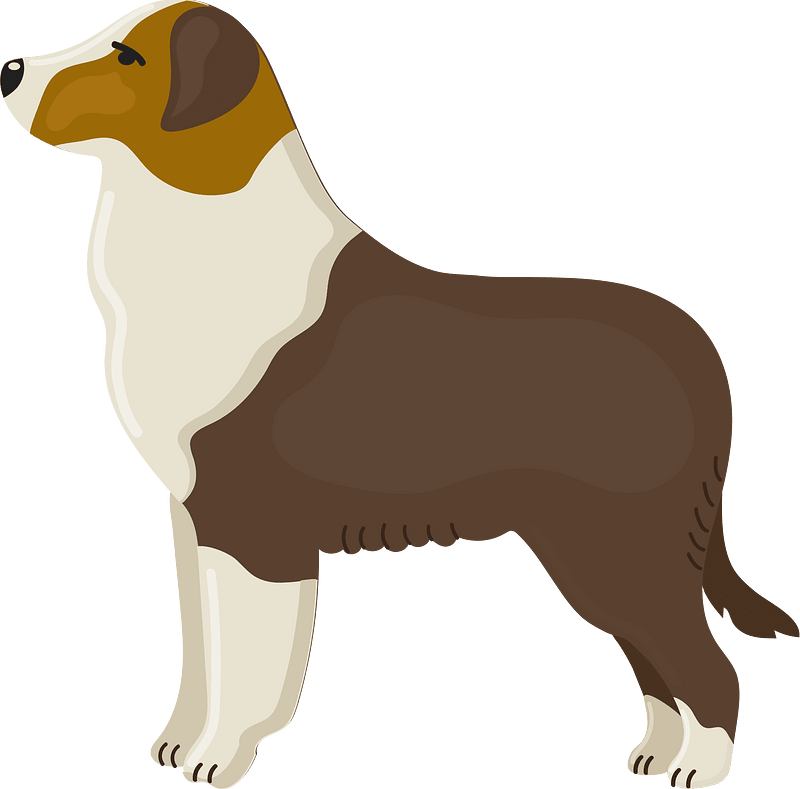 Australian shepherd
