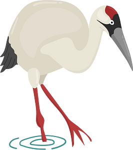 Whooping crane