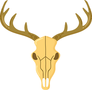 Deer skull