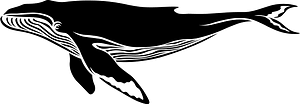 Humpback Whale
