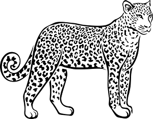 Leopard