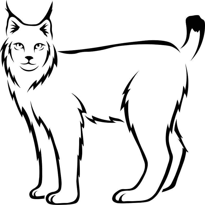 Lynx - Free vector clipart images on creazilla.com