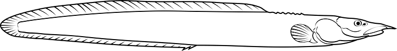 Zig-zag eel (Mastacembelus armatus)