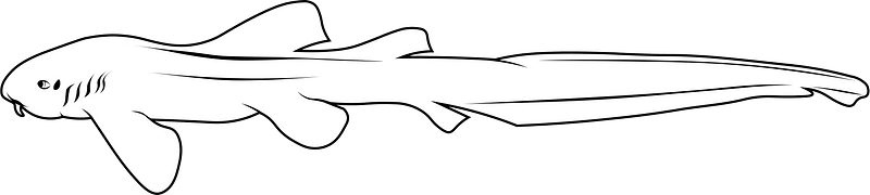Zebra shark (Stegostoma tigrinum)
