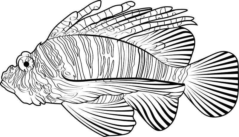 Zebra lionfish (Dendrochirus zebra)